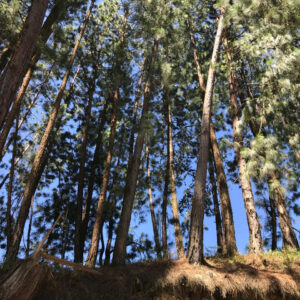 Caminata #39 – San Vicente Ferrer - Vereda Las Hojas