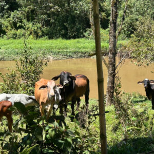 Caminata #39 – San Vicente Ferrer - Vereda Las Hojas